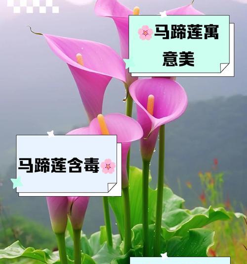 马蹄花的多彩花语是什么？如何解读？