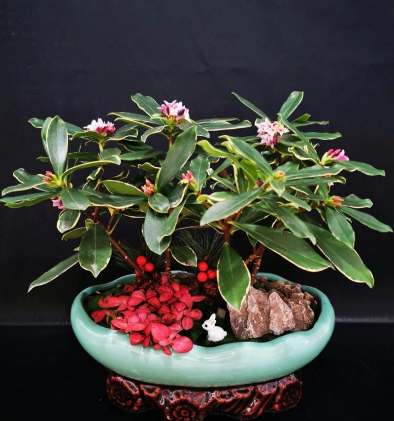 瑞香花的花语有哪些？瑞香象征着什么？