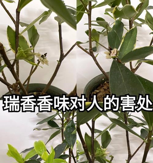 瑞香花的花语有哪些？瑞香象征着什么？