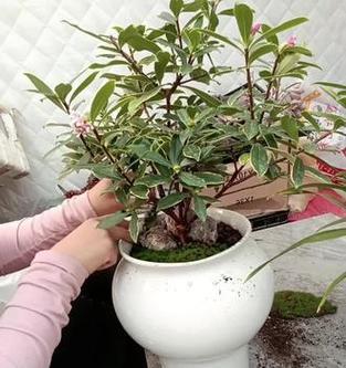 瑞香花的花语有哪些？瑞香象征着什么？