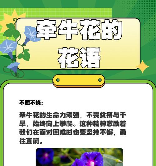 如何用花语表达浪漫爱情？哪些花代表爱情？