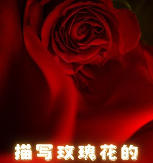 如何用花语表达浪漫爱情？哪些花代表爱情？