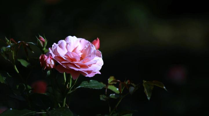 月季花语有哪些？简短版月季花语是什么？