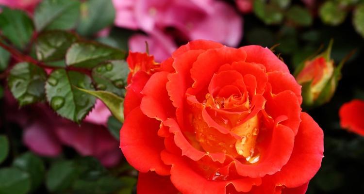 月季花语有哪些？简短版月季花语是什么？