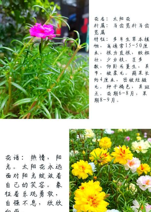 微笑的花语是什么？哪种花象征着微笑？