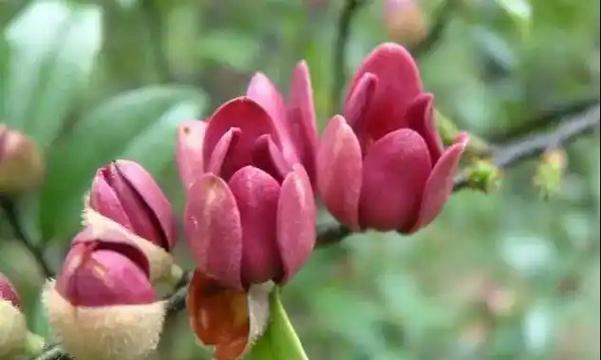 微笑的花语是什么？哪种花象征着微笑？
