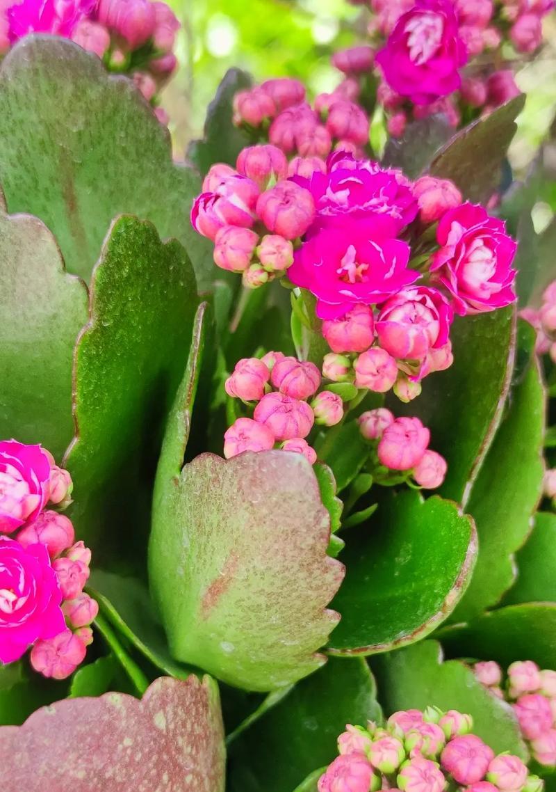 凤尾长寿花的花语是什么？它象征着什么？