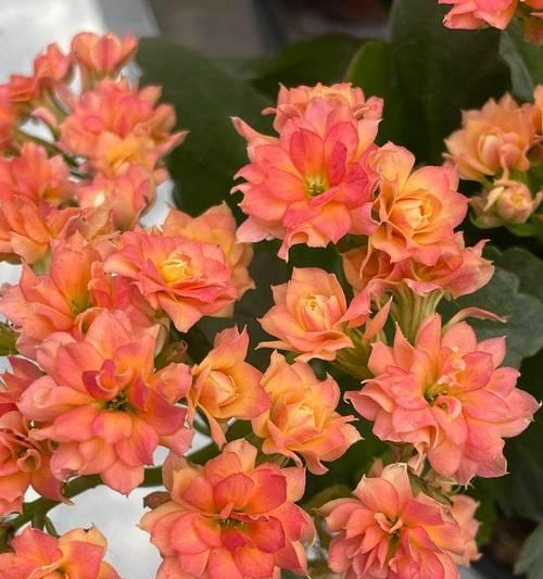 凤尾长寿花的花语是什么？它象征着什么？