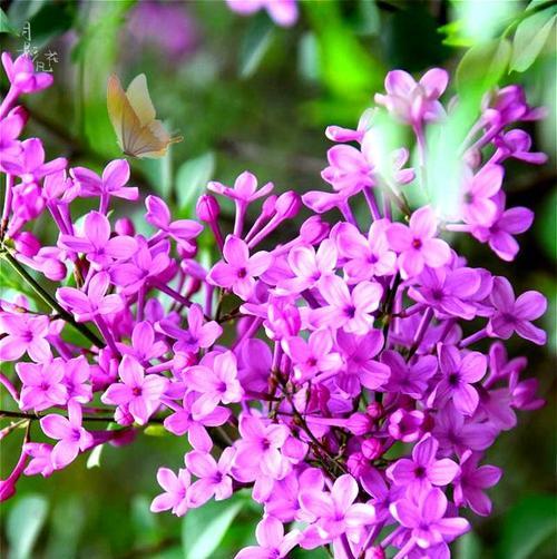 紫色金昌花的花语有哪些？它代表什么？