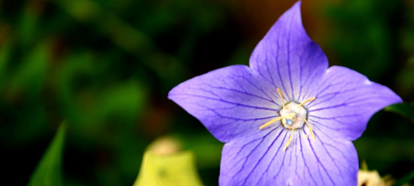 紫色金昌花的花语有哪些？它代表什么？