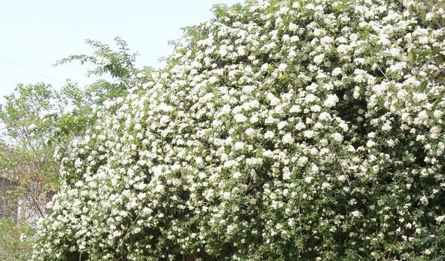 木香花在日本的花语是什么？它象征着什么？