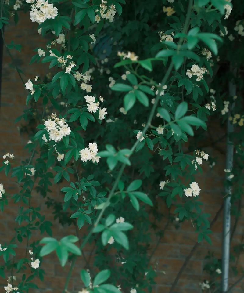 木香花在日本的花语是什么？它象征着什么？