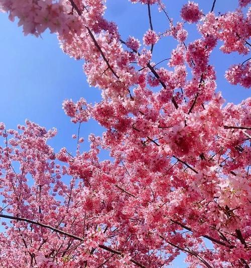 樱花的相配花语是什么？樱花与其他花语如何搭配？