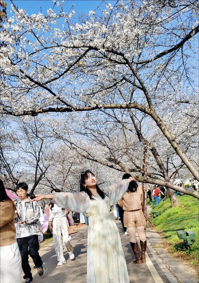 樱花的相配花语是什么？樱花与其他花语如何搭配？