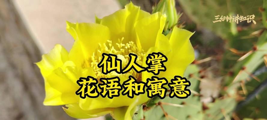 哪些植物的花语是坚强？坚强的花语有哪些？
