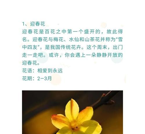 稀有花卉的花语是什么？如何正确解读？