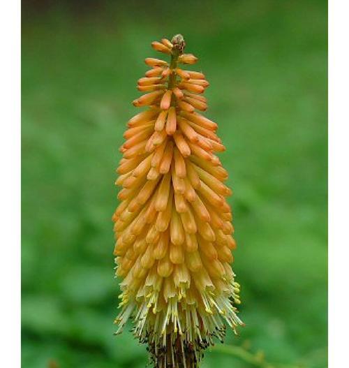 稀有花卉的花语是什么？如何正确解读？