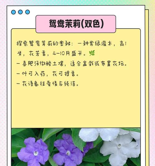 稀有花卉的花语是什么？如何正确解读？
