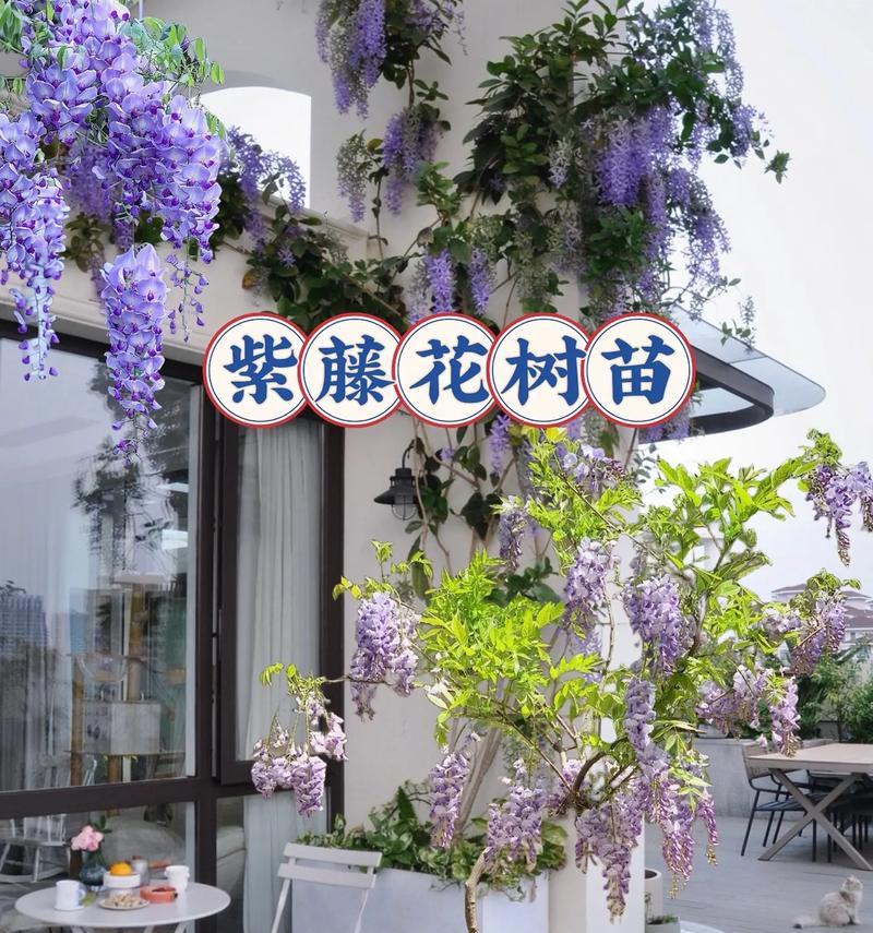 花语为执着的话有哪些？如何表达对某人的执着？
