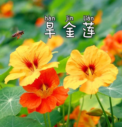 旱金莲成熟花语是什么？如何理解其深层含义？