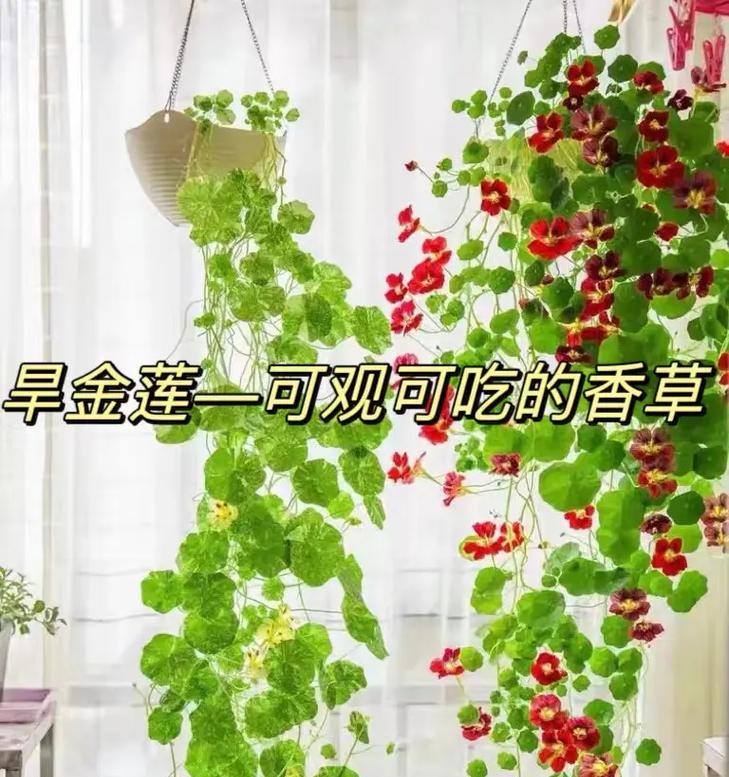 旱金莲成熟花语是什么？如何理解其深层含义？