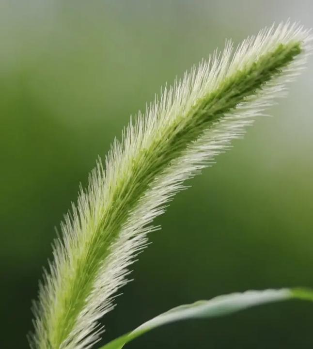 各色帚石楠花语有哪些？如何挑选合适的颜色表达情感？