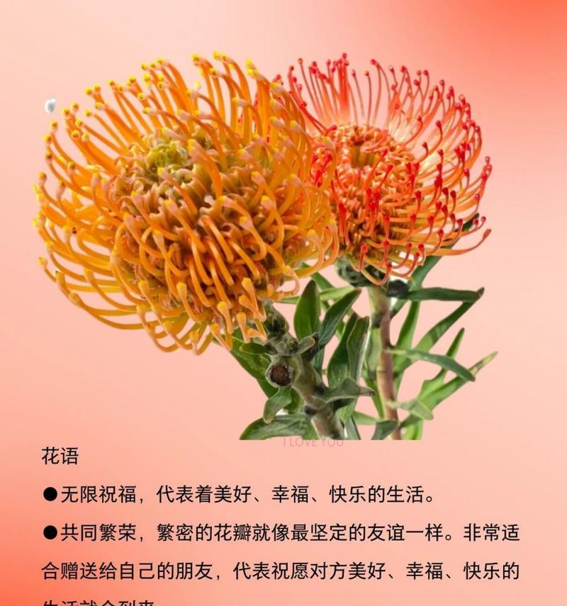 送给姐妹的花语有哪些？如何选择合适的花卉表达祝福？