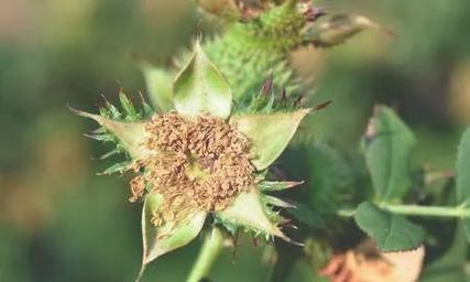 缫丝花花语寓意是什么？如何用缫丝花表达心意？