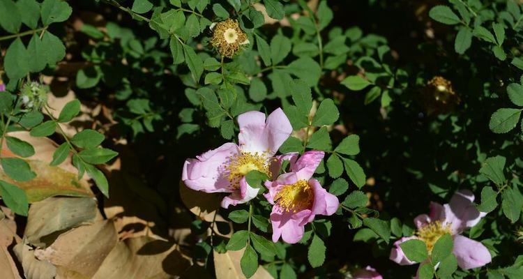 缫丝花花语寓意是什么？如何用缫丝花表达心意？