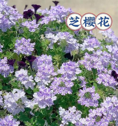 樱花的句子花语有哪些？如何用樱花句子表达情感？