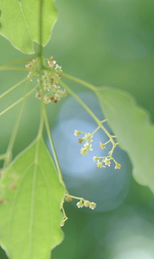 香樟花语是什么？如何用香樟花表达爱意？