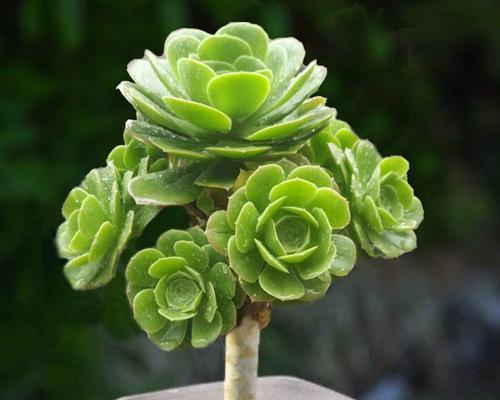 紫羊绒法师花语是什么？如何用紫羊绒法师花传递情感？