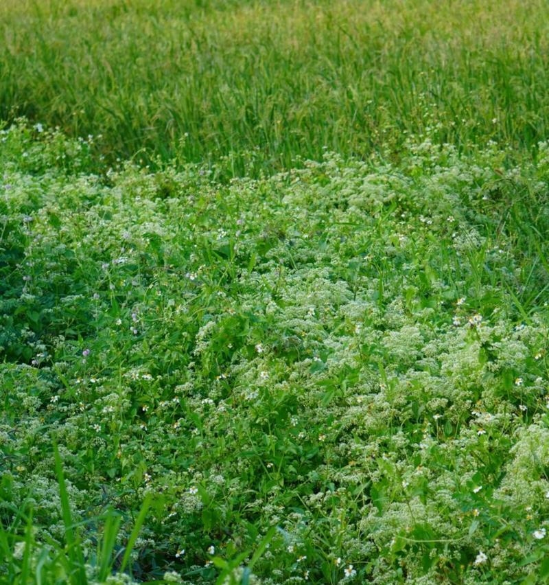 菊科植物的花语是什么？如何用菊科植物传递情感？