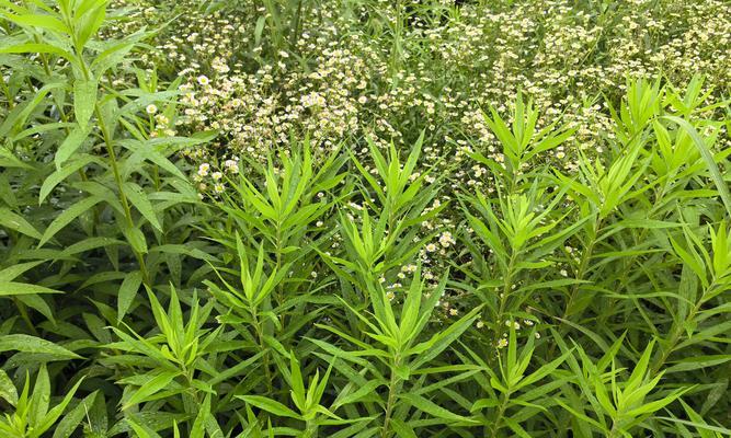 菊科植物的花语是什么？如何用菊科植物传递情感？