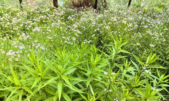 菊科植物的花语是什么？如何用菊科植物传递情感？
