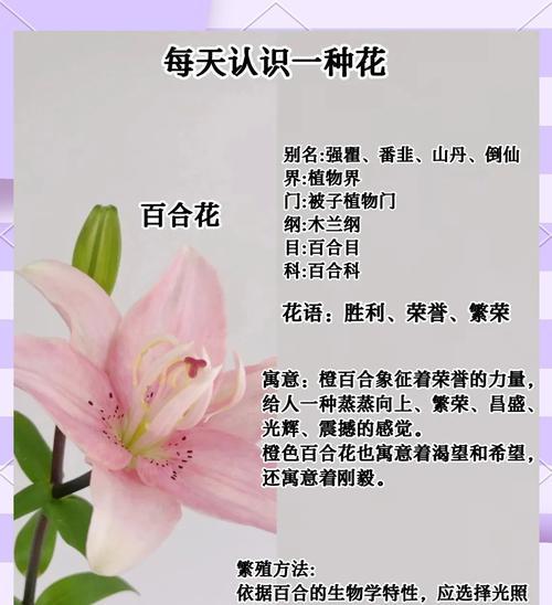 寓意好花的花语有哪些？如何用好花表达祝福？