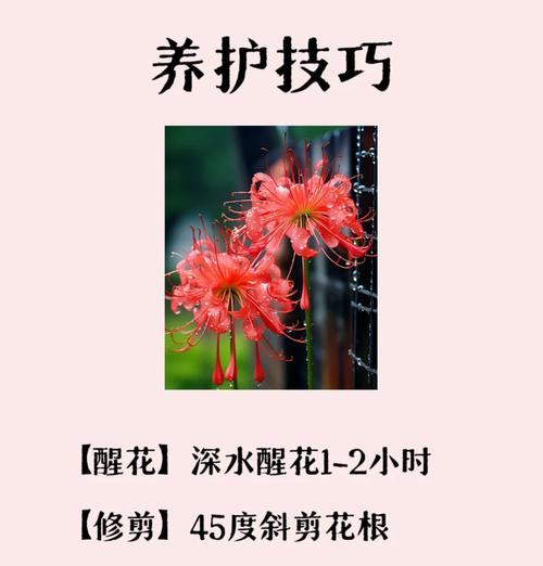 白色石蒜花花语是什么？如何用白色石蒜花表达情感？