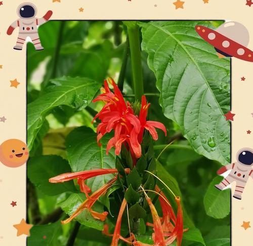代表害羞的花语是什么？如何用花表达羞涩？