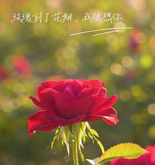 代表害羞的花语是什么？如何用花表达羞涩？