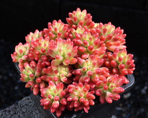 虹之玉锦花语有哪些含义？如何挑选合适的虹之玉锦？
