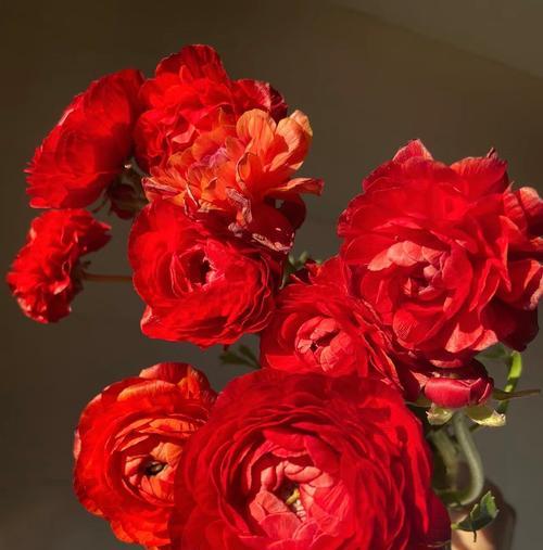 如意花语和寓意是什么？如意花在不同场合的含义？
