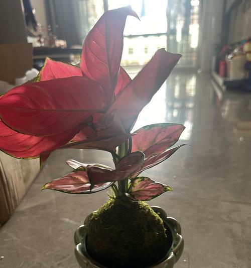如意花语和寓意是什么？如意花在不同场合的含义？