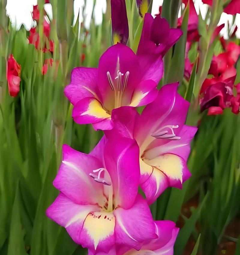 唐菖蒲花语大全是什么？唐菖蒲在花语中的象征意义？