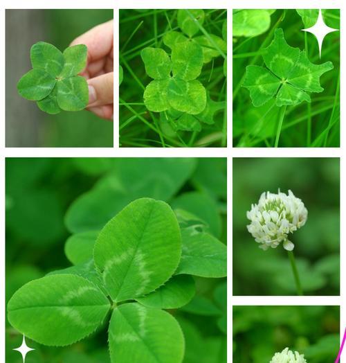 绿色车轴草花语有哪些？绿色车轴草在花语中的地位？