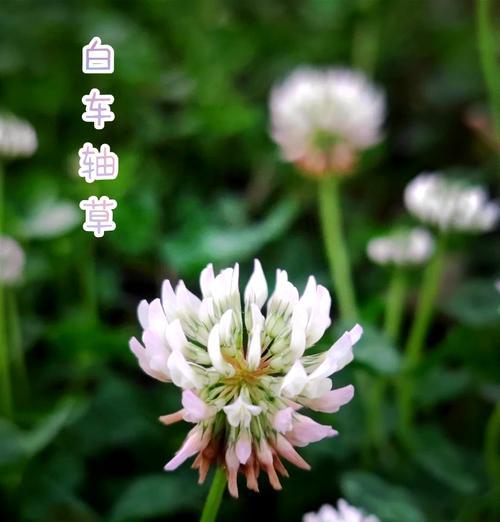 绿色车轴草花语有哪些？绿色车轴草在花语中的地位？