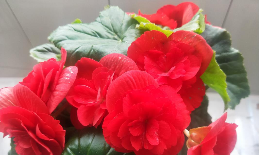 玻璃翠花的花语有哪些？玻璃翠花在园艺中的应用？