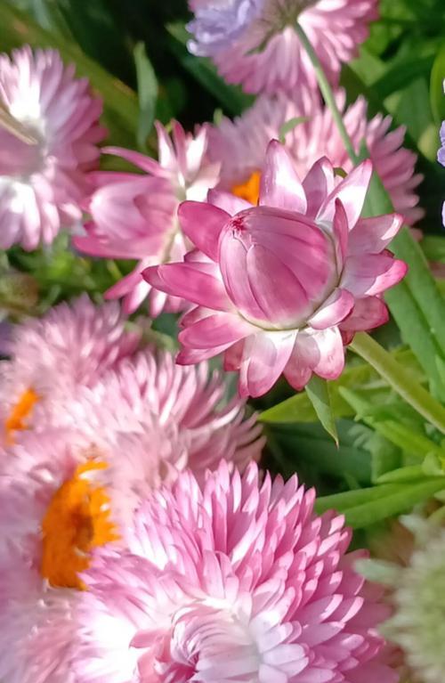 粉色麦杆菊花语是什么？粉色麦杆菊在花束中的象征？