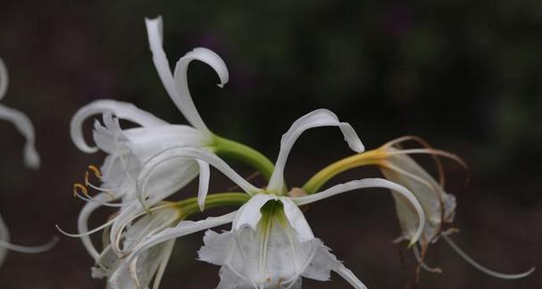 曼陀罗花语种类有哪些？曼陀罗花在不同文化中的意义？