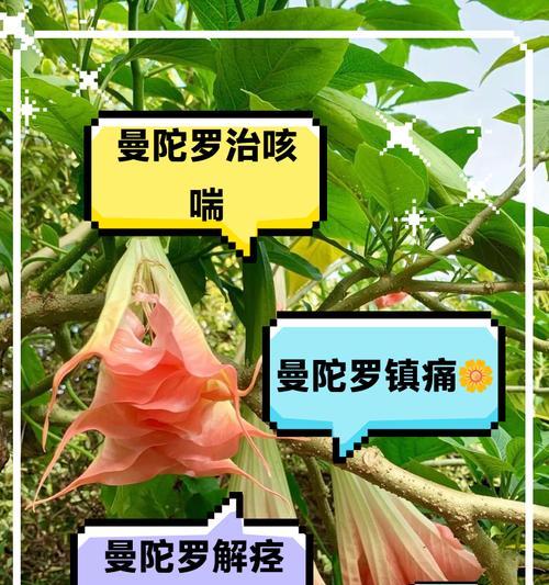 曼陀罗花语种类有哪些？曼陀罗花在不同文化中的意义？