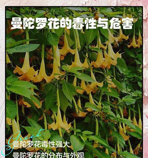 曼陀罗花语种类有哪些？曼陀罗花在不同文化中的意义？